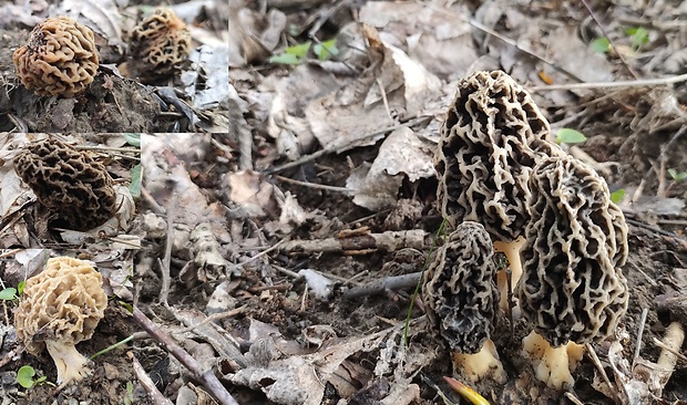 smrčok jedlý Morchella esculenta (L.) Pers.