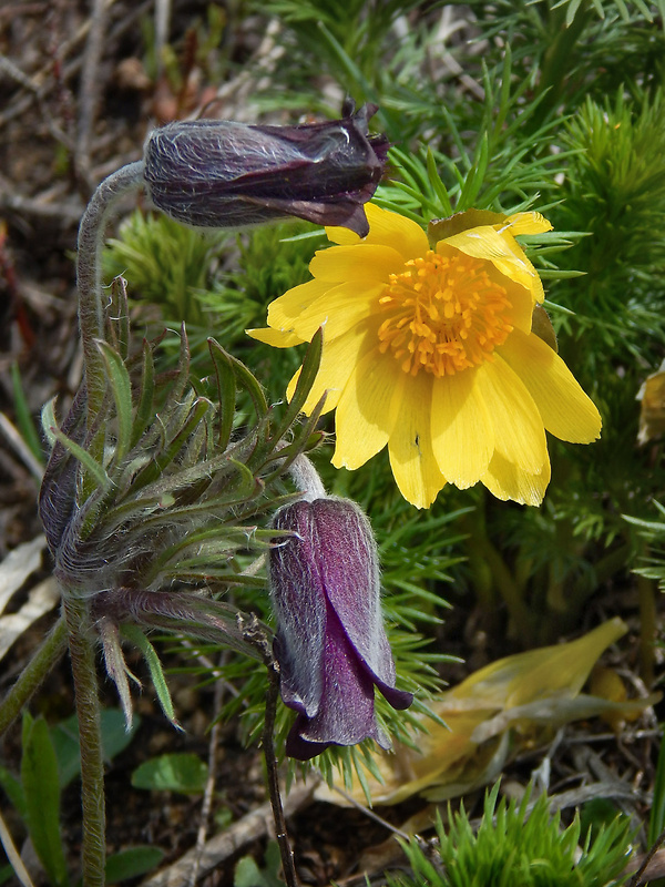 hlaváčik jarný Adonis vernalis L.