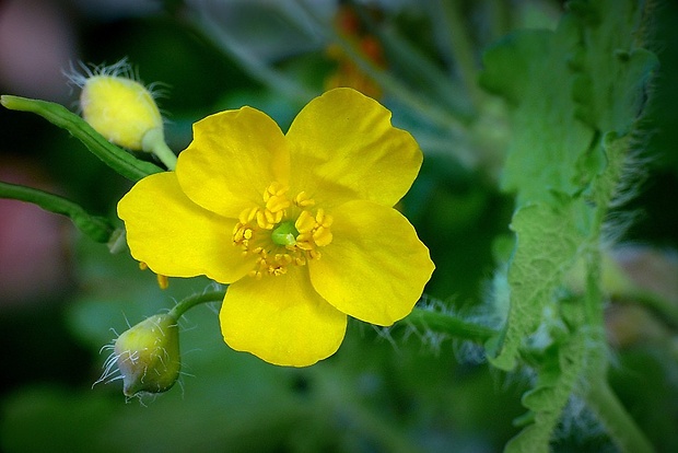 lastovičník väčší Chelidonium majus L.