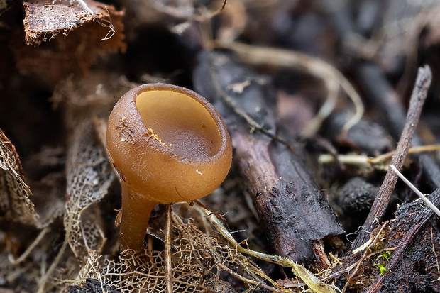 jahňadka Ciboria sp.