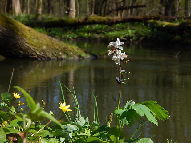 chochlačka dutá Corydalis cava (L.) Schweigg. et Körte