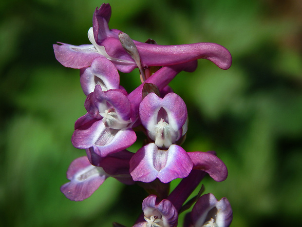 chochlačka dutá Corydalis cava (L.) Schweigg. et Körte