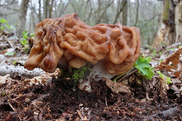 ušiak obrovský Gyromitra gigas (Krombh.) Cooke