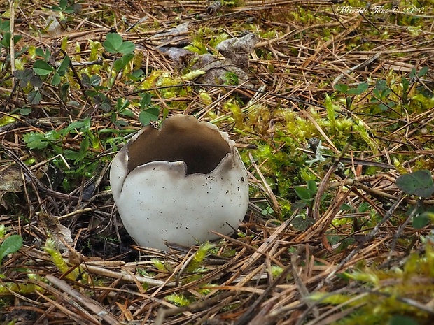 chriapač sosnový Helvella leucomelaena (Pers.) Nannf.