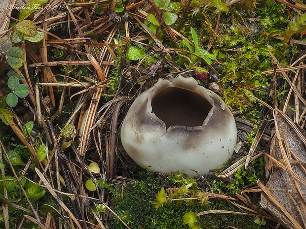 chriapač sosnový Helvella leucomelaena (Pers.) Nannf.