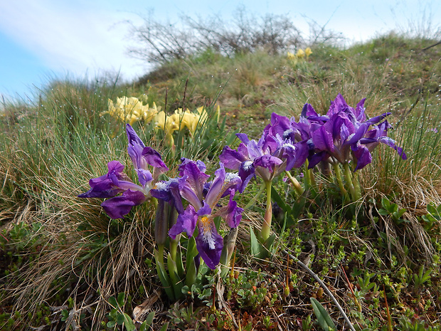 kosatec nízky Iris pumila L.