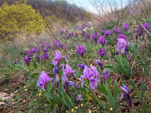 kosatec nízky Iris pumila L.