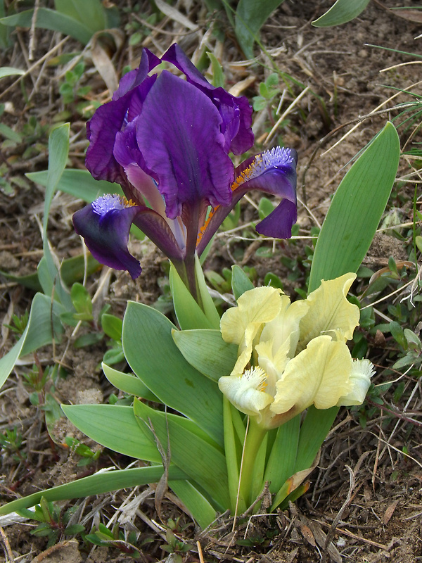 kosatec nízky Iris pumila L.