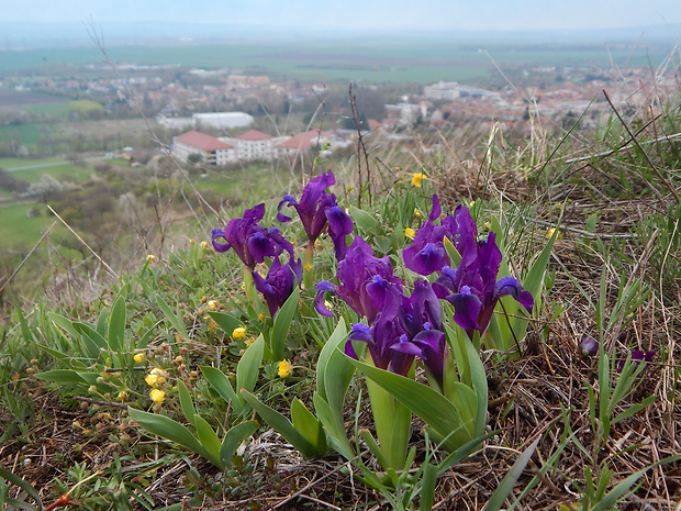 kosatec nízky Iris pumila L.