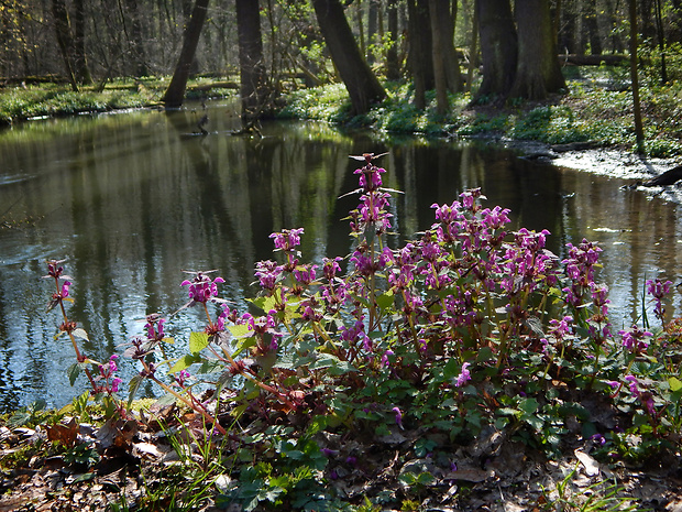 hluchavka škvrnitá Lamium maculatum L.