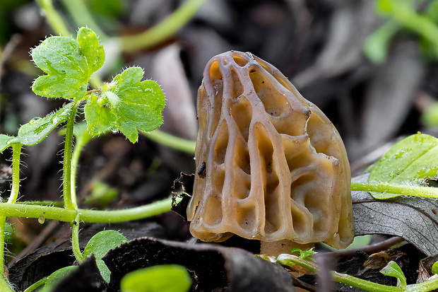 smrčok hybridný Morchella semilibera DC.