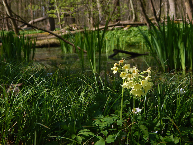 prvosienka vyššia Primula elatior (L.) L.