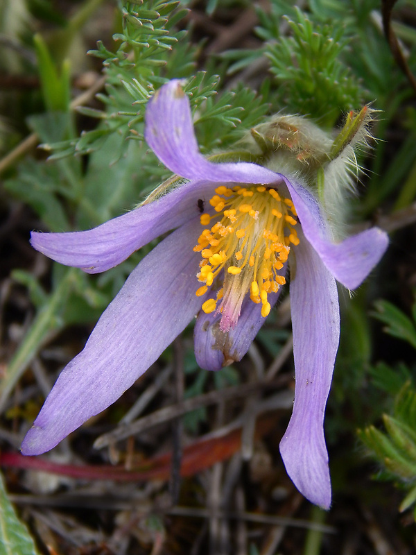 poniklec veľkokvetý Pulsatilla grandis Wender.