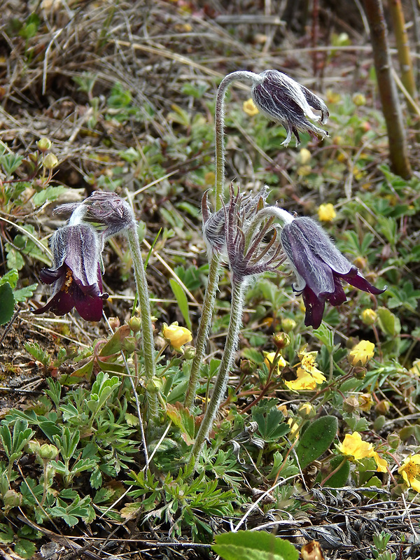 poniklec lúčny český Pulsatilla pratensis subsp. bohemica Skalický