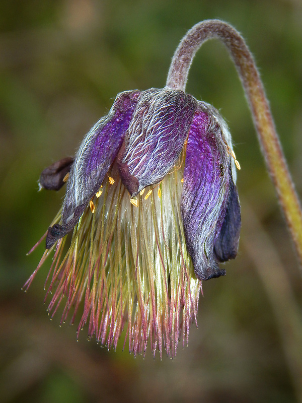 poniklec lúčny český Pulsatilla pratensis subsp. bohemica Skalický