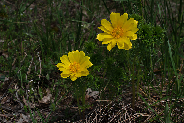 hlaváčik jarný Adonis vernalis L.