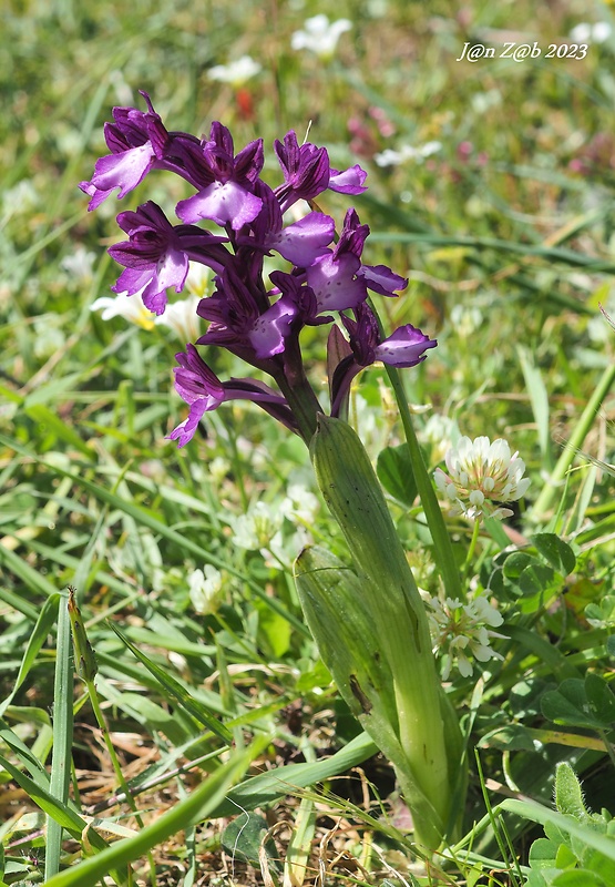 červenohlav Anacamptis boryi (Rchb.f.) R.M.Bateman, Pridgeon &amp; M.W.Chase