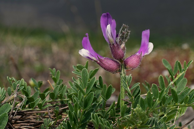 kozinec mechúrikatý belavý Astragalus vesicarius subsp. albidus (Waldst. et Kit.) Braun-Blanq.