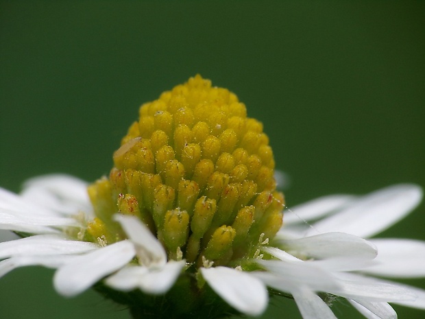 sedmokráska obyčajná Bellis perennis L.