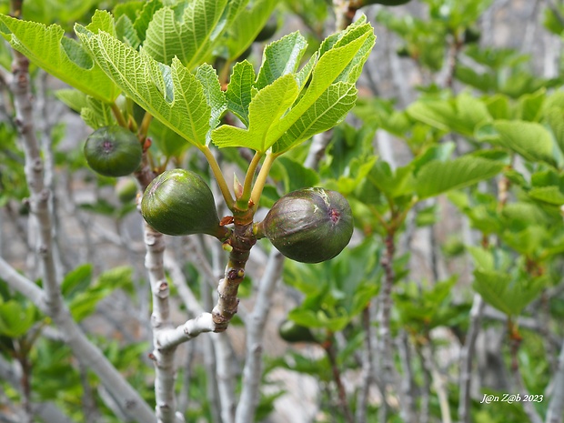 figovník obyčajný Ficus carica L.