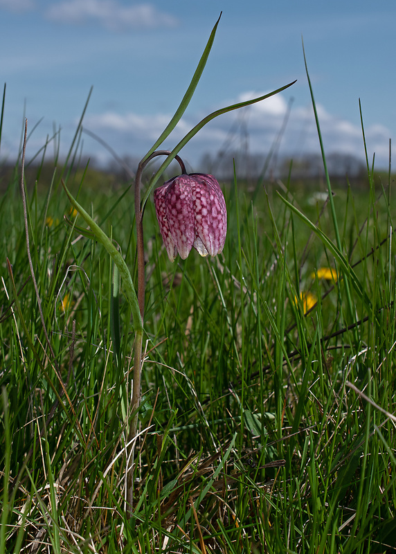 korunkovka strakatá Fritillaria meleagris L.