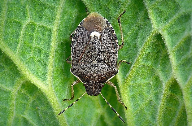 bzdocha (sk) / knežice (cz) Holcostethus sphacelatus (Fabricius, 1794)