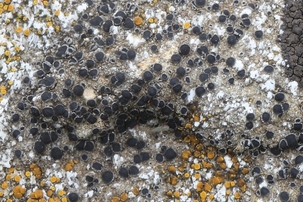 lekanora Lecanora sp.