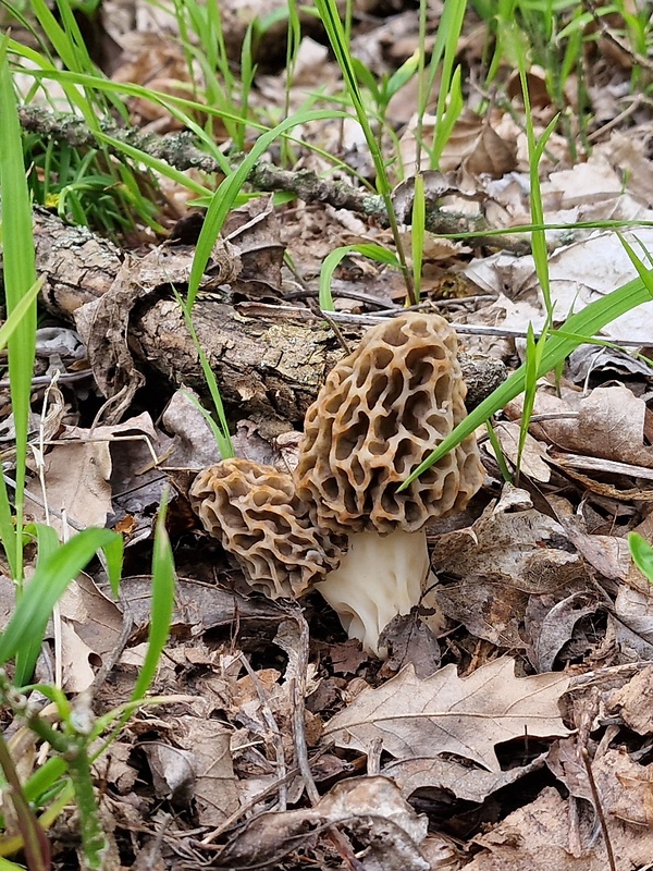 smrčok jedlý Morchella esculenta (L.) Pers.