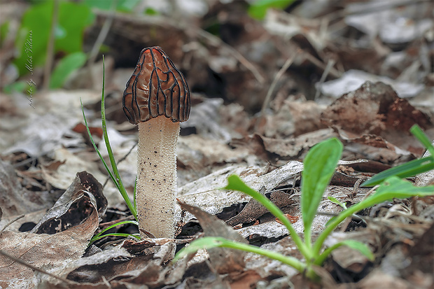 smrčok hybridný Morchella semilibera DC.