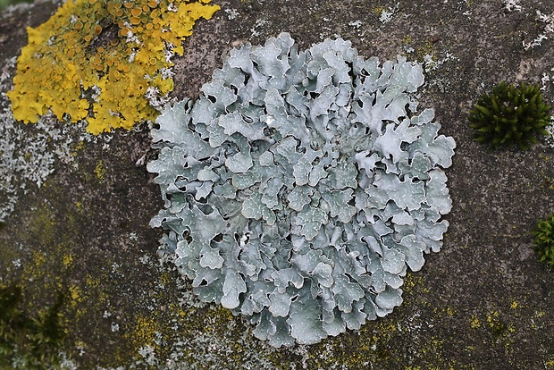 diskovka ryhovaná Parmelia sulcata Taylor