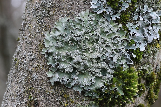 diskovka pôvabná Punctelia subrudecta (Nyl.) Krog