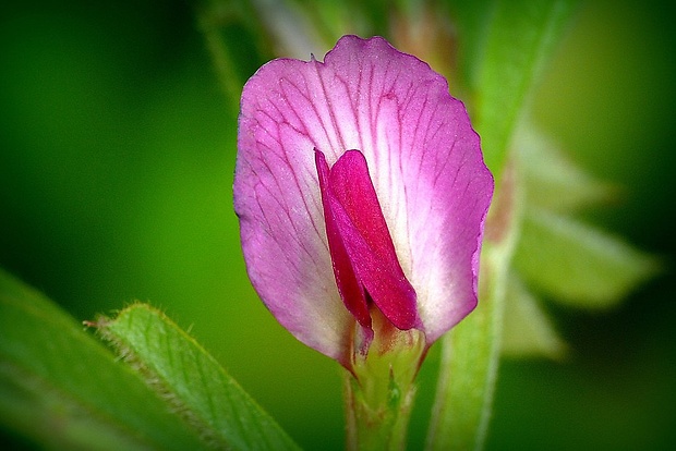 vika úzkolistá Vicia angustifolia L.