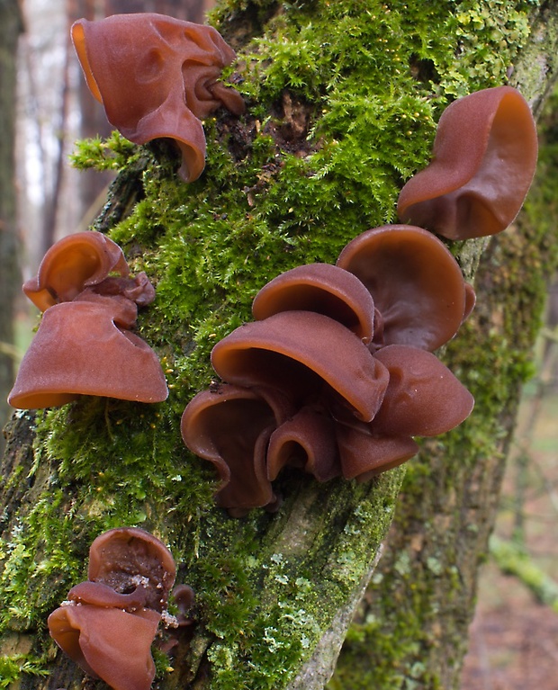 uchovec bazový Auricularia auricula-judae (Bull.) Quél.