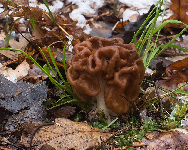 ušiak obrovský Gyromitra gigas (Krombh.) Cooke