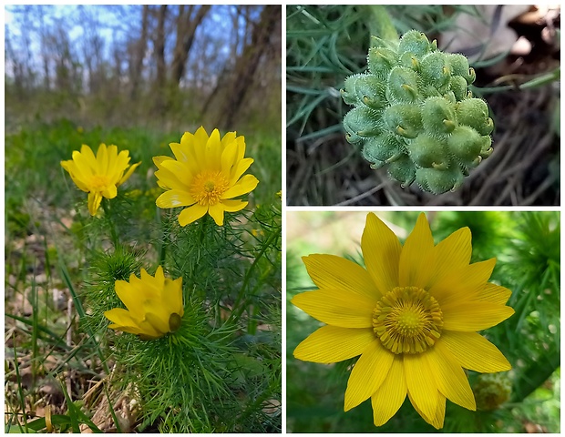 hlaváčik jarný Adonis vernalis L.