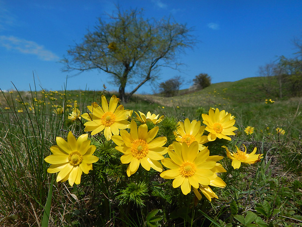 hlaváčik jarný Adonis vernalis L.