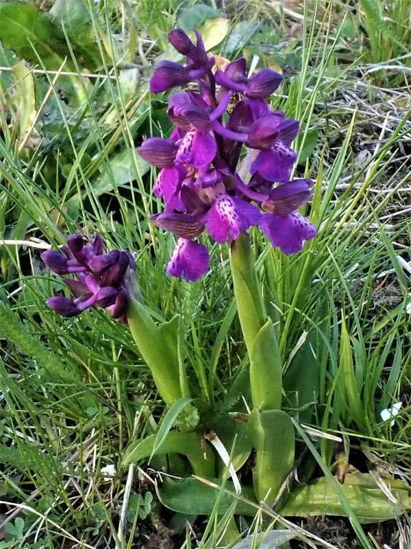 červenohlav obyčajný Anacamptis morio (L.) R. M. Bateman, A. M. Pringeon & M. W. Chase