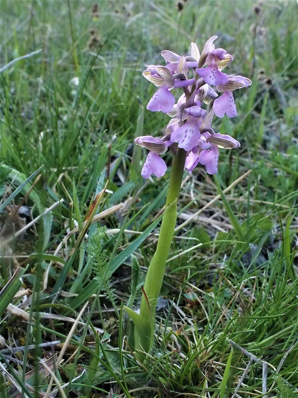 červenohlav obyčajný Anacamptis morio (L.) R. M. Bateman, A. M. Pringeon & M. W. Chase