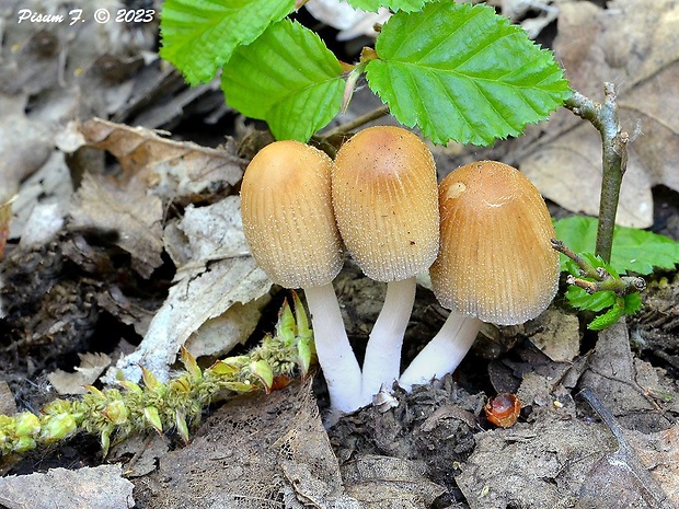 hnojník ligotavý Coprinellus micaceus (Bull.) Vilgalys, Hopple & Jacq. Johnson