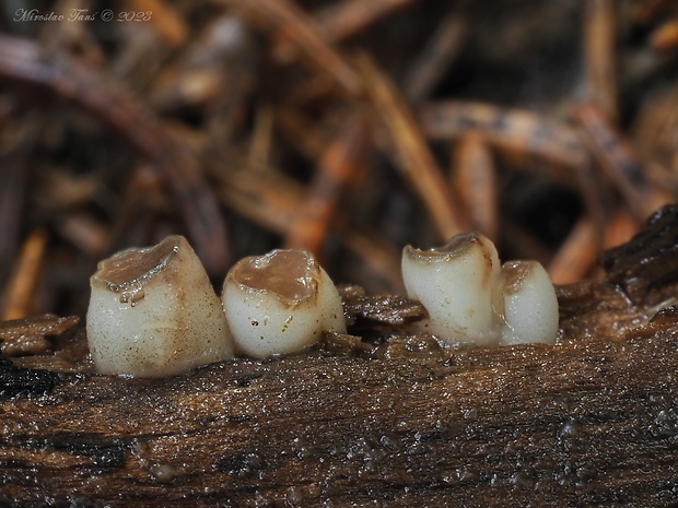 vodnička Cudoniella sp.