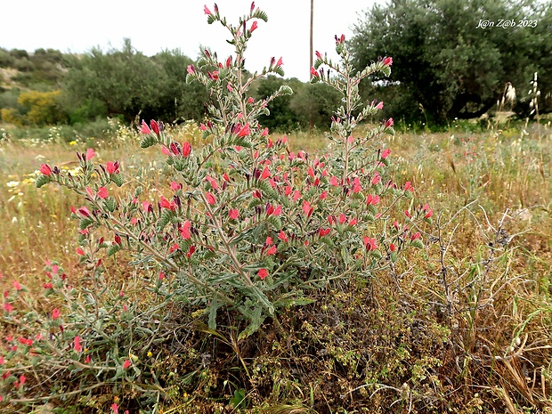 hadinec úzkolistý Echium angustifolium Miller