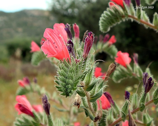 hadinec úzkolistý Echium angustifolium Miller