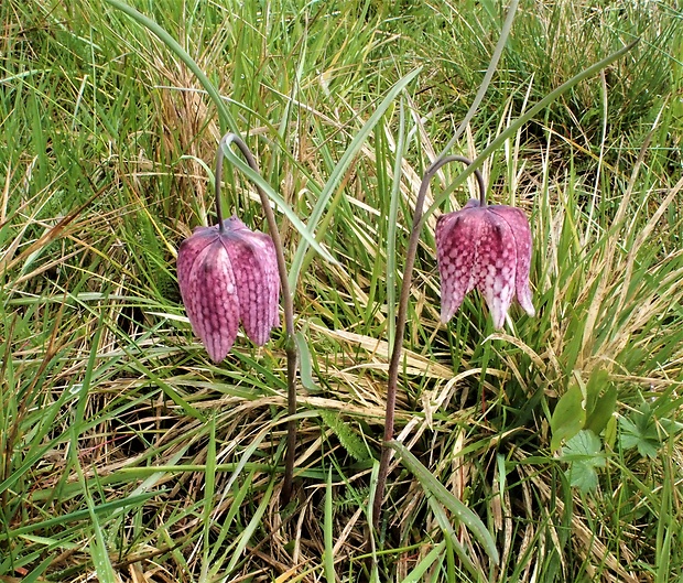 korunkovka strakatá Fritillaria meleagris L.