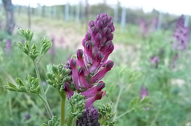 zemedym lekársky Fumaria officinalis L.