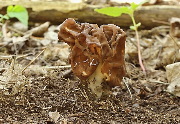 ušiak obrovský Gyromitra gigas (Krombh.) Cooke