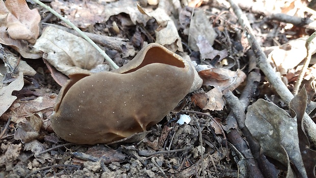 chriapač kalíškovitý Helvella acetabulum (L.) Quél.