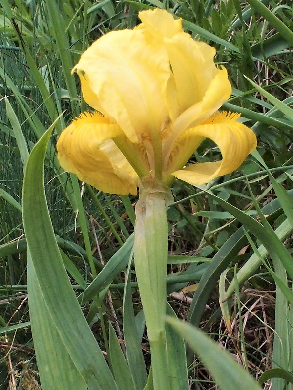 kosatec nízky Iris pumila L.