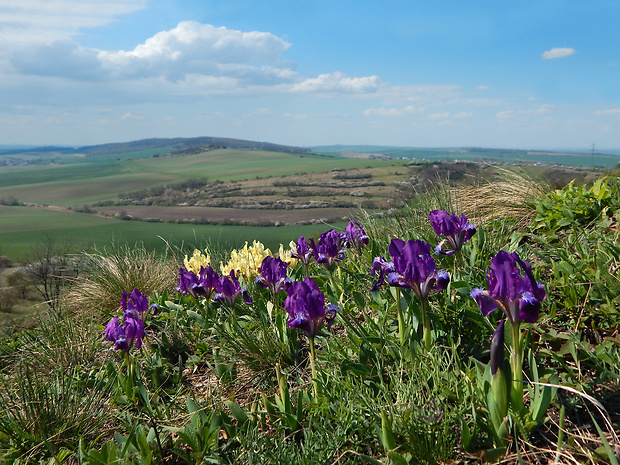 kosatec nízky Iris pumila L.