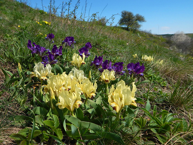 kosatec nízky Iris pumila L.