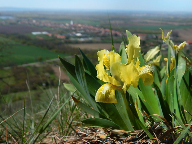 kosatec nízky Iris pumila L.